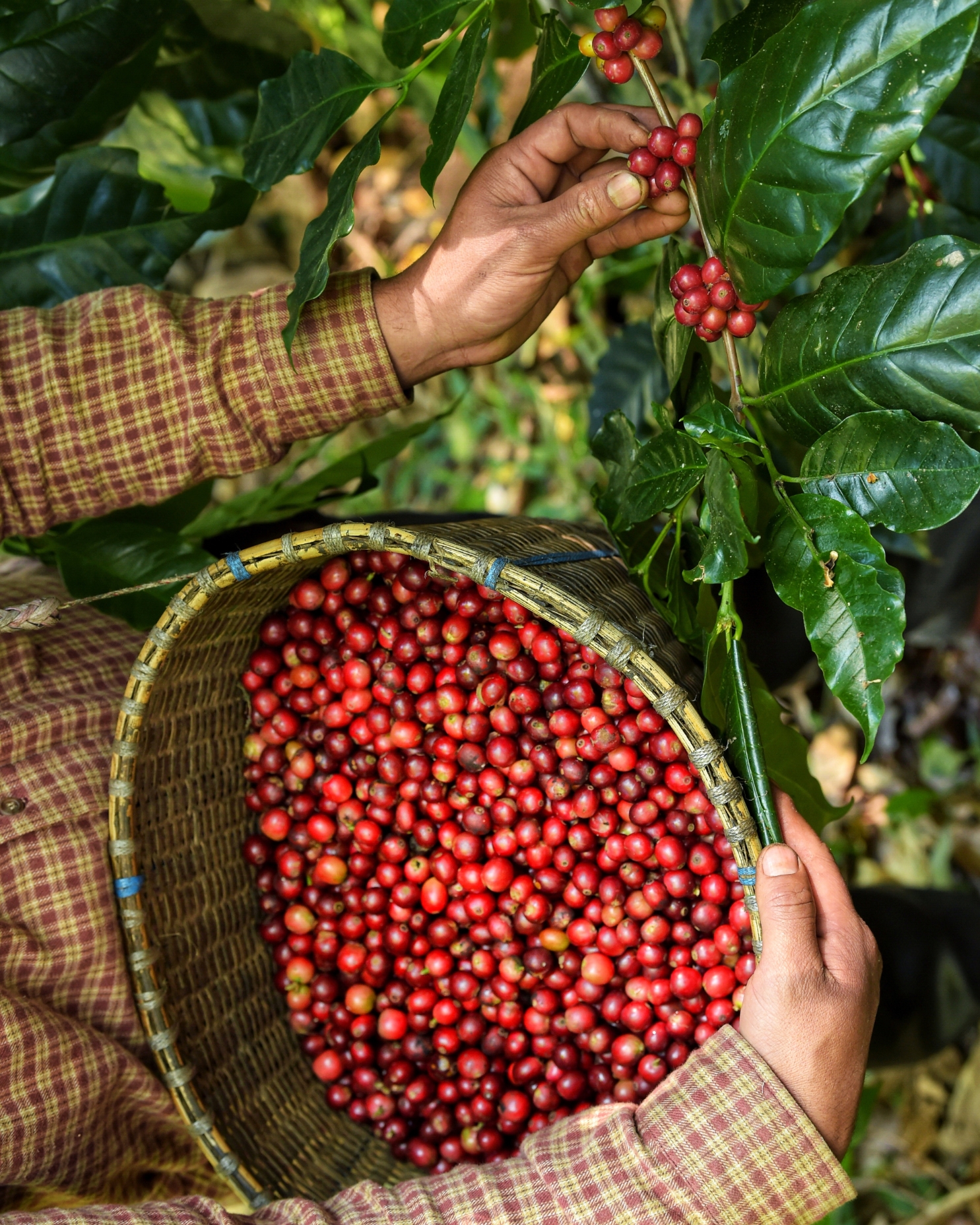 Agricultor recolectando café